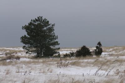 Cold Trees