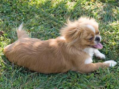 canine_family_members