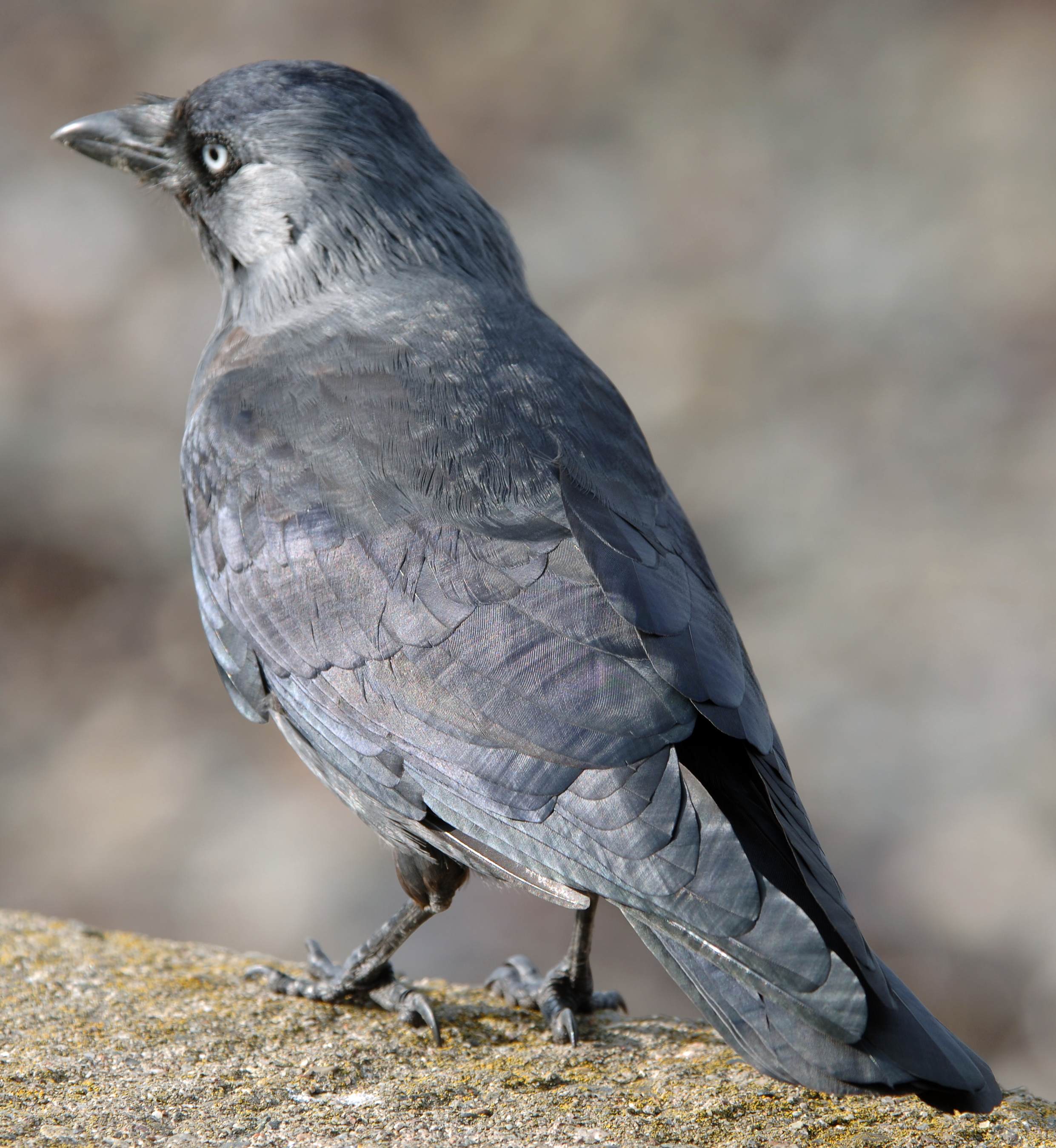 jackdaw