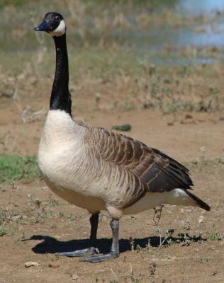 Canada Goose