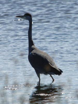 Grey Heron