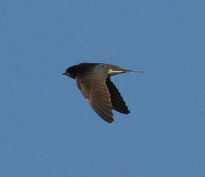 young Swallow in flight