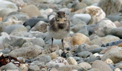 pied wagtail juvenile