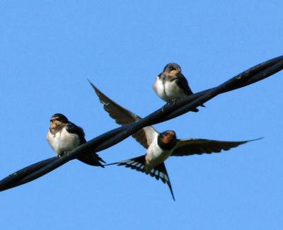 Swallows Swifts Martins
