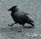 the scruffiest Jackdaw in town?