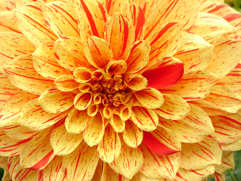 Decorative Dahlia