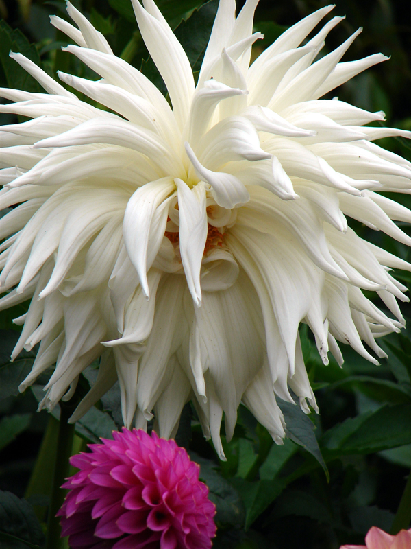 Shaggy Cactus