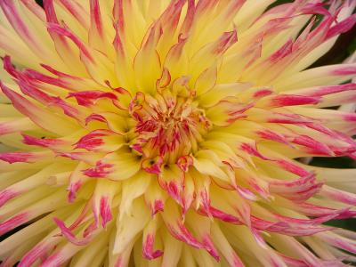 Yellow &  Pink Cactus Dahlia