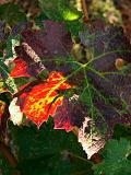 Grape Leaf Sun Spot