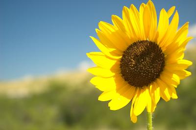 sunflower28.jpg