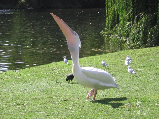 pigeon in throat.jpg