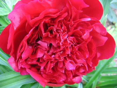 peony.jpg