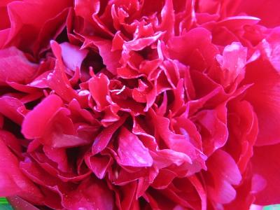 peony macro.jpg
