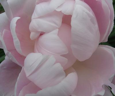pink peony.jpg