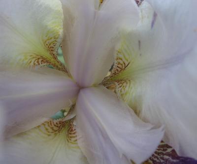 iris close up.jpg