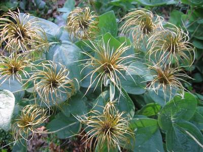 curly clematis.jpg