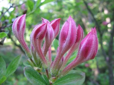Mt. Laurel buds.jpg