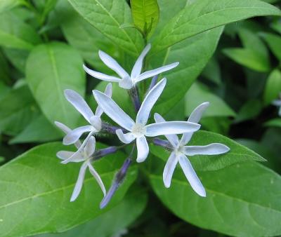 v3/76/97376/3/45141078.blueflowercloseup.jpg