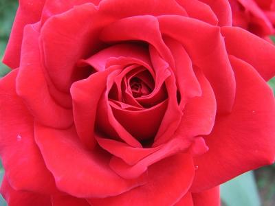 rose2.jpg