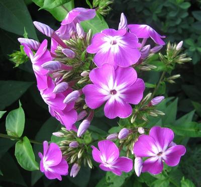 phlox.jpg