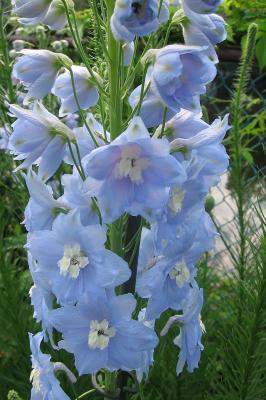 delphinium.jpg