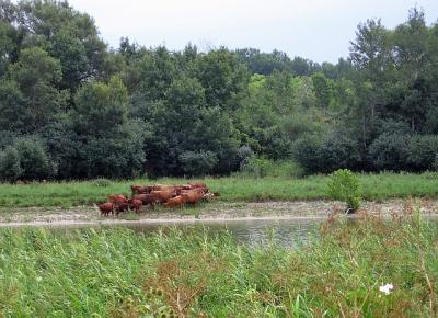 View the other way - cows.jpg