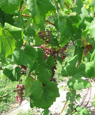Grapes.jpg