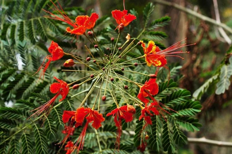 Caesalpinia Pulcherrima 2  Barbados Pride.jpg