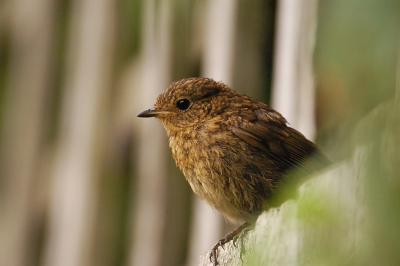 Juvenile Robin.jpg