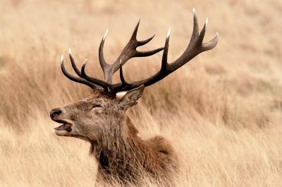 DSC_0104 Male Deer.jpg
