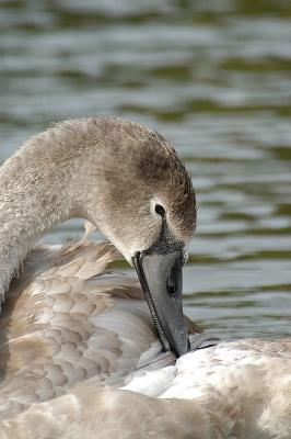 v3/77/110177/3/49562959.Swan2.jpg