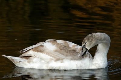 DSC_0635 Cygnet.jpg