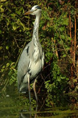 D2_ 00360 Grey Heron.jpg