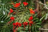 Caesalpinia Pulcherrima 2  Barbados Pride.jpg