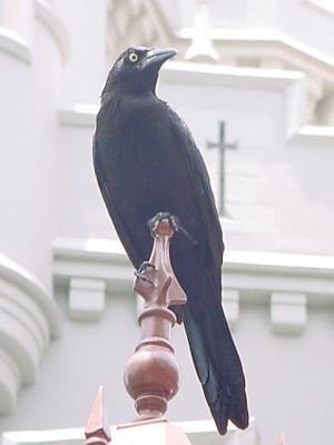 CastleAttackRaven.jpg