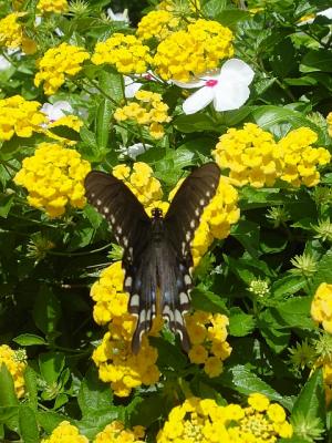 ButterflyLantana1.jpg