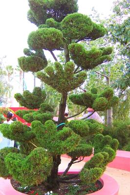 PalmTree.jpg