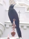 CastleAttackRaven.jpg