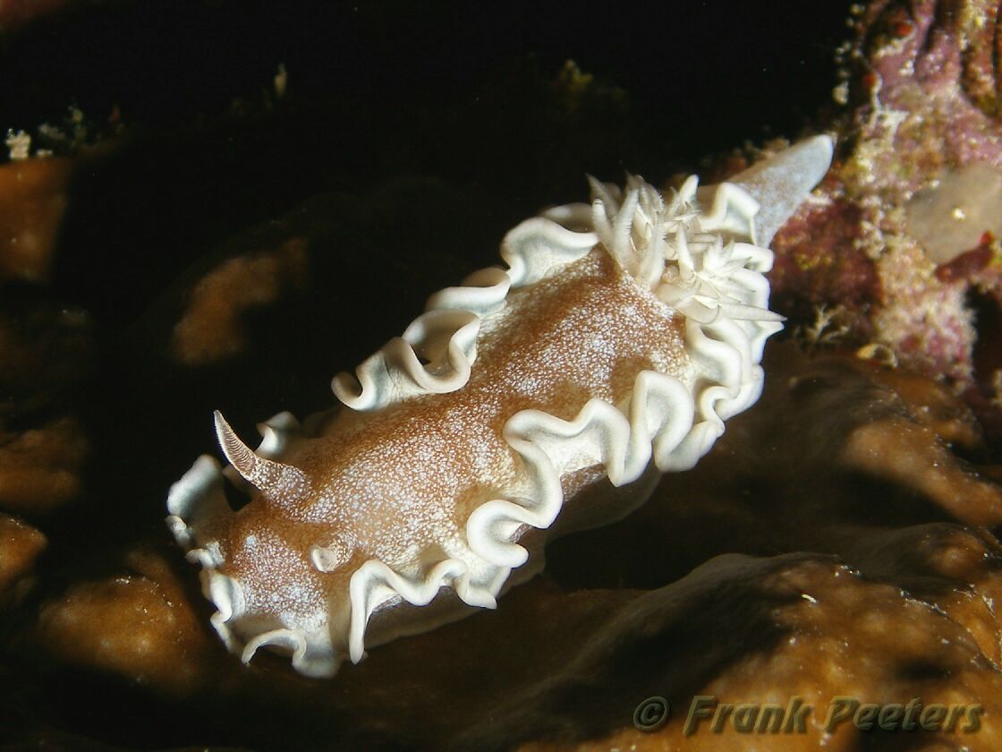 Glossodoris Hikuerensis