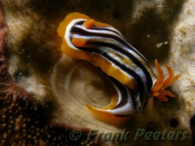 Chromodoris legt eieren.JPG