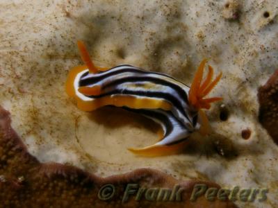 Chromodoris.JPG