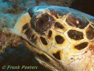 Schildpad closeup.JPG