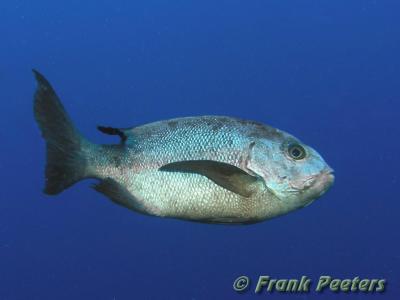 Zwartwit Snapper (Macolor Niger)JPG