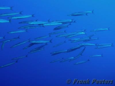 Barracuda3.jpg