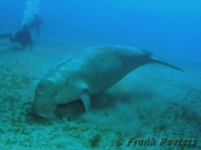 v3/77/16177/3/50079063.Dugong2.jpg