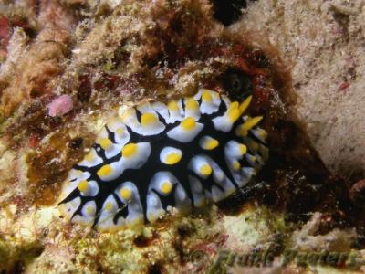 Fryeria Rueppellii