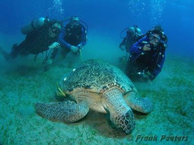 Schildpad met groep.jpg