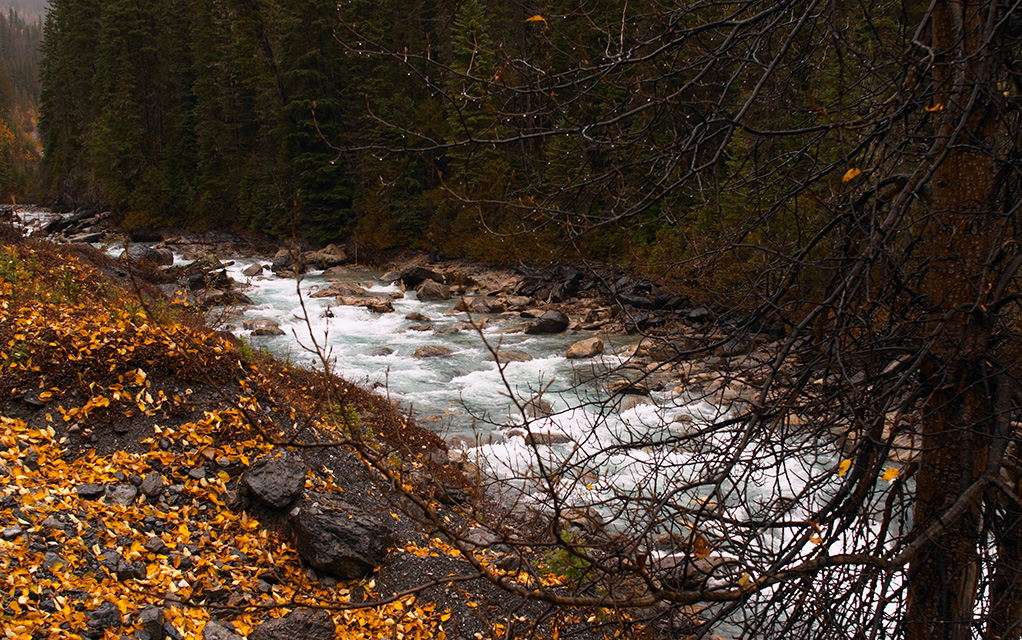 Fallen Leaves beside the Blaeberry River