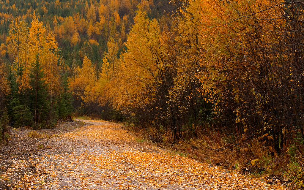 Blaeberry River Logging Road