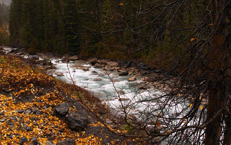 Fallen Leaves beside the Blaeberry River